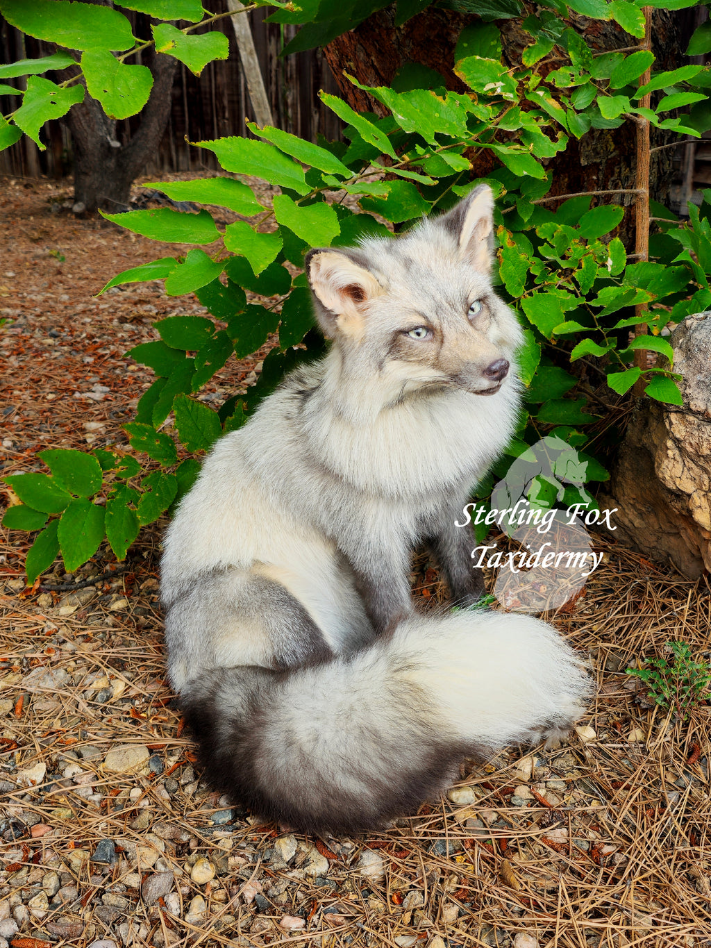 Moonglow Soft mount Taxidermy Fox - Reserved for Leesa Wood