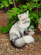 Moonglow Soft mount Taxidermy Fox - Reserved for Leesa Wood