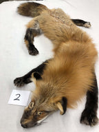 MADE TO ORDER DIY Gold Fox Soft Mount Taxidermy Kit | Ready-to-Mount | Beginner Starter Kit for Soft or Traditional Taxidermy Kit ID #2