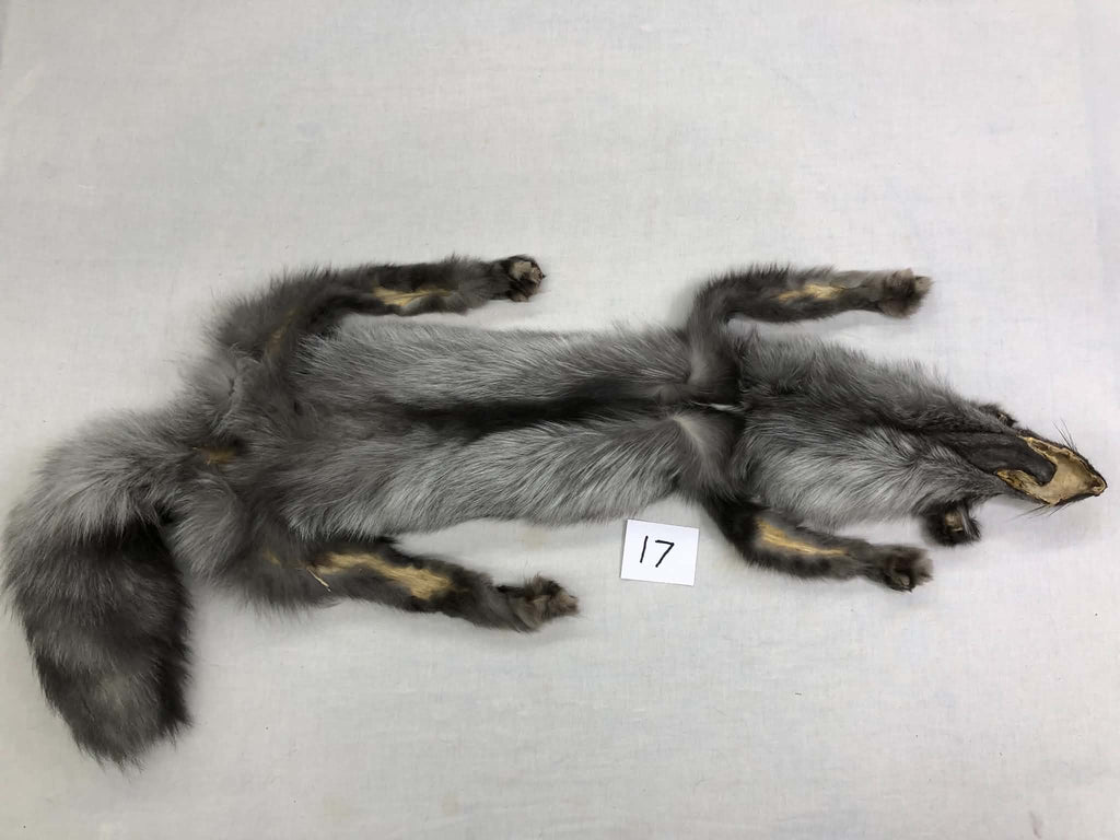 MADE TO ORDER DIY Pearl Fox Soft Mount Taxidermy Kit | Ready-to-Mount | Beginner Starter Kit for Soft or Traditional Taxidermy Kit ID #17
