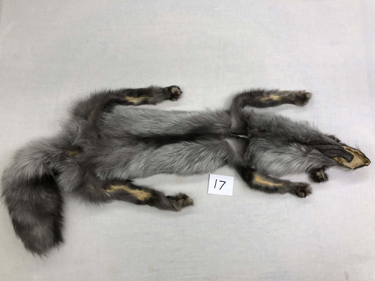 MADE TO ORDER DIY Pearl Fox Soft Mount Taxidermy Kit | Ready-to-Mount | Beginner Starter Kit for Soft or Traditional Taxidermy Kit ID #17