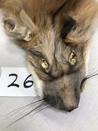 MADE TO ORDER DIY Pearl Gold Fox Soft Mount Taxidermy Kit | Ready-to-Mount | Beginner Starter Kit for Soft or Traditional Taxidermy Kit ID #26