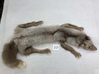 MADE TO ORDER DIY Amber Fox Soft Mount Taxidermy Kit | Ready-to-Mount | Beginner Starter Kit for Soft or Traditional Taxidermy Kit ID #20