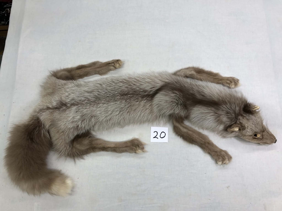 MADE TO ORDER DIY Amber Fox Soft Mount Taxidermy Kit | Ready-to-Mount | Beginner Starter Kit for Soft or Traditional Taxidermy Kit ID #20