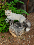 Moonglow Soft mount Taxidermy Fox - Reserved for Leesa Wood