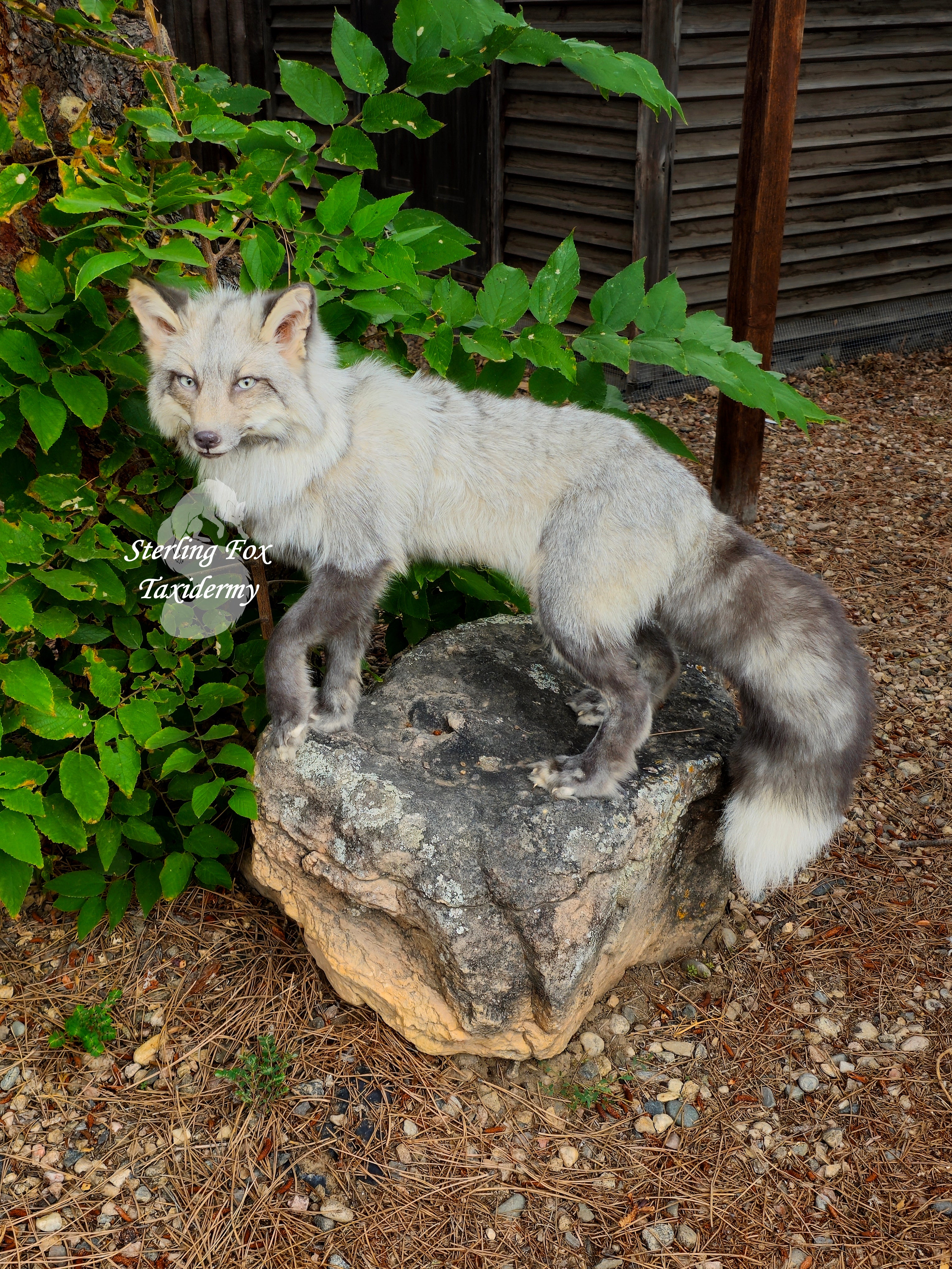 Moonglow Soft mount Taxidermy Fox - Reserved for Leesa Wood