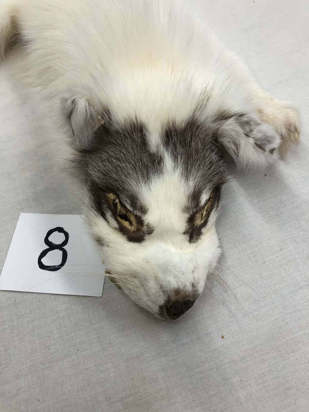MADE TO ORDER DIY Burgundy Marble Fox Soft Mount Taxidermy Kit | Ready-to-Mount | Beginner Starter Kit for Soft or Traditional Taxidermy Kit ID #8