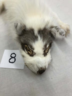 MADE TO ORDER DIY Burgundy Marble Fox Soft Mount Taxidermy Kit | Ready-to-Mount | Beginner Starter Kit for Soft or Traditional Taxidermy Kit ID #8