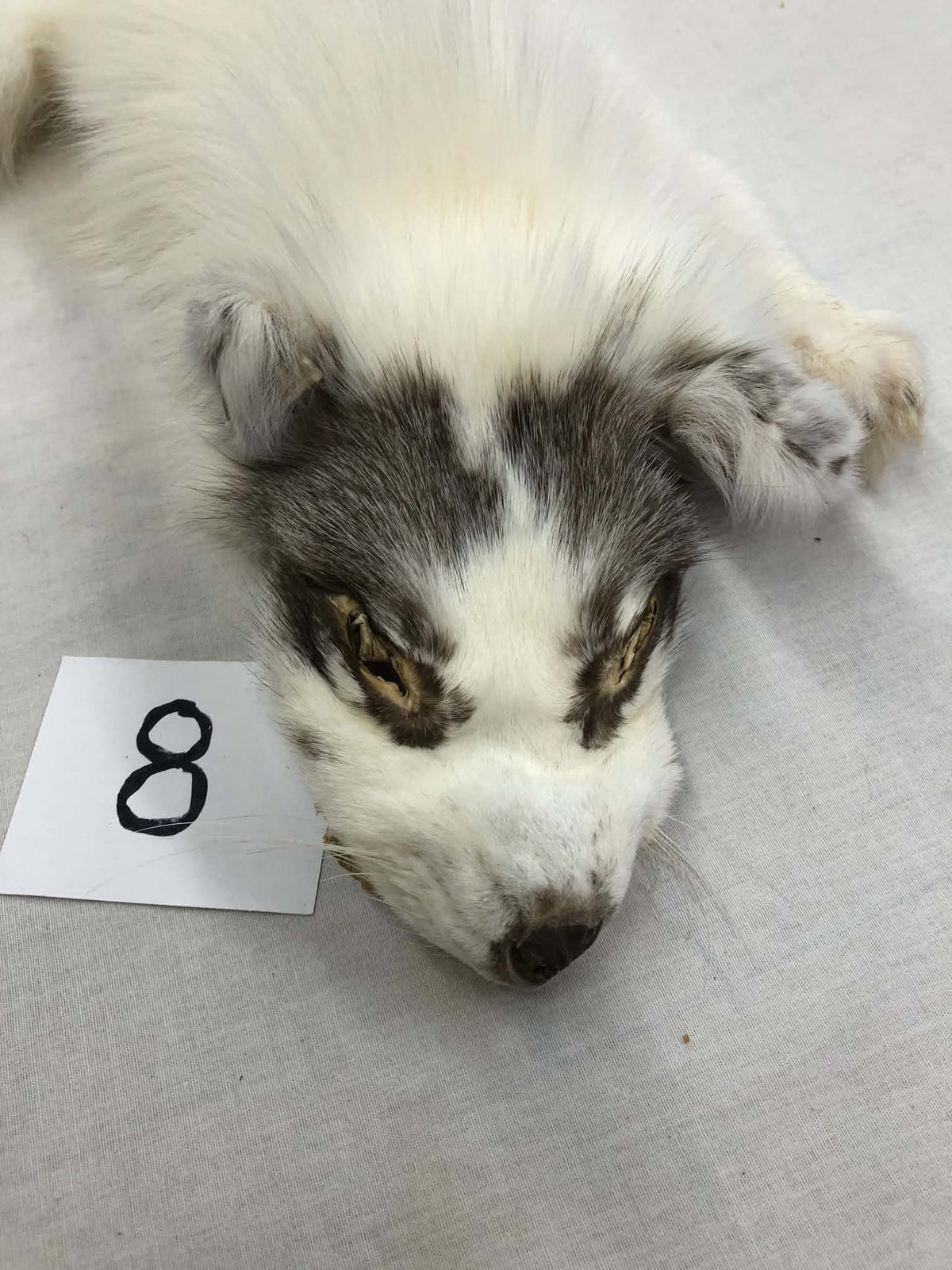 MADE TO ORDER DIY Burgundy Marble Fox Soft Mount Taxidermy Kit | Ready-to-Mount | Beginner Starter Kit for Soft or Traditional Taxidermy Kit ID #8