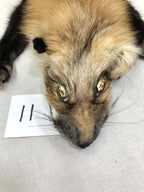 MADE TO ORDER DIY Gold Fox Soft Mount Taxidermy Kit | Ready-to-Mount | Beginner Starter Kit for Soft or Traditional Taxidermy Kit ID #11