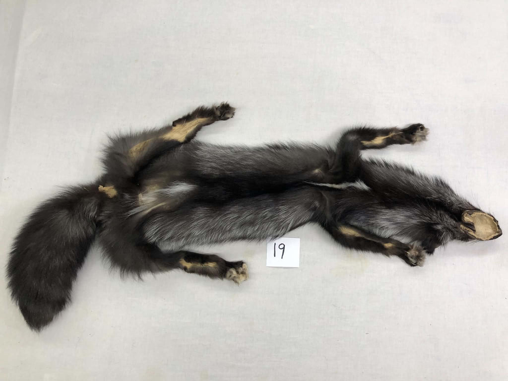 MADE TO ORDER DIY Silver Fox Soft Mount Taxidermy Kit | Ready-to-Mount | Beginner Starter Kit for Soft or Traditional Taxidermy Kit ID #19
