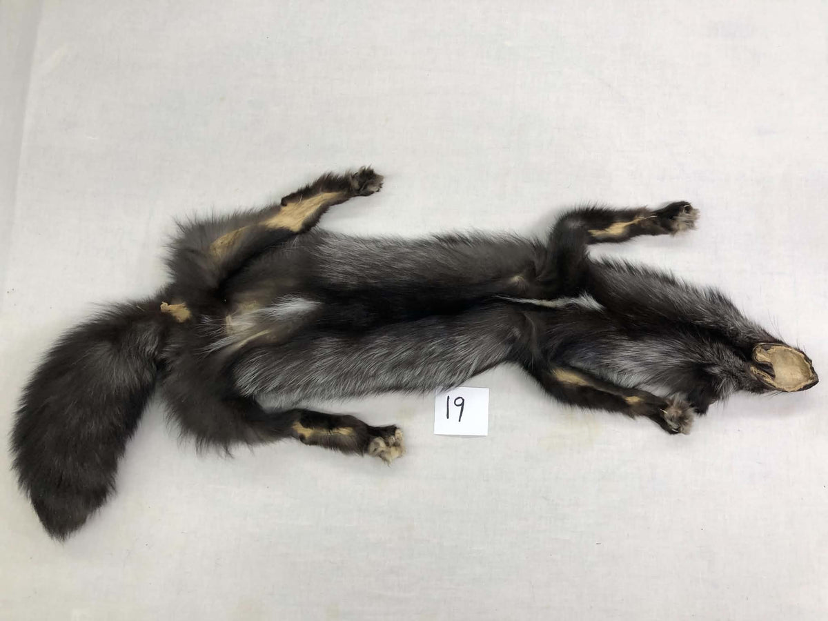 MADE TO ORDER DIY Silver Fox Soft Mount Taxidermy Kit | Ready-to-Mount | Beginner Starter Kit for Soft or Traditional Taxidermy Kit ID #19