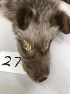 MADE TO ORDER DIY Dark Amber Fox Soft Mount Taxidermy Kit | Ready-to-Mount | Beginner Starter Kit for Soft or Traditional Taxidermy Kit ID #27