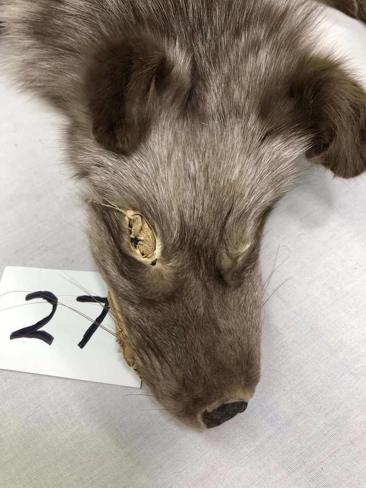 MADE TO ORDER DIY Dark Amber Fox Soft Mount Taxidermy Kit | Ready-to-Mount | Beginner Starter Kit for Soft or Traditional Taxidermy Kit ID #27