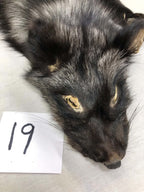 MADE TO ORDER DIY Silver Fox Soft Mount Taxidermy Kit | Ready-to-Mount | Beginner Starter Kit for Soft or Traditional Taxidermy Kit ID #19
