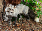 Moonglow Soft mount Taxidermy Fox - Reserved for Leesa Wood