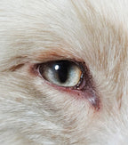 Hazel Brown Fox RF10 - Handmade Glass Taxidermy Eyes