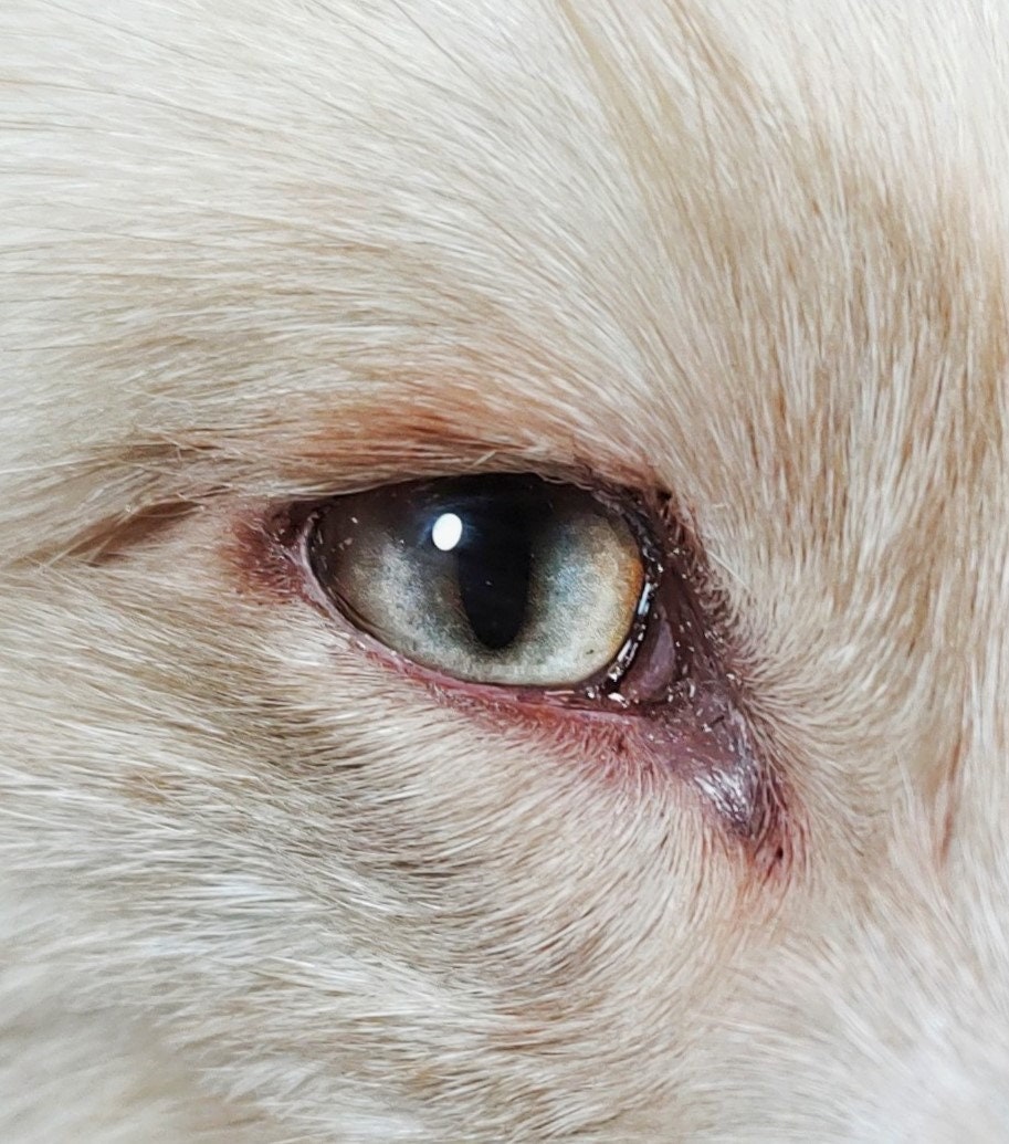 Hazel Brown Fox RF10 - Handmade Glass Taxidermy Eyes