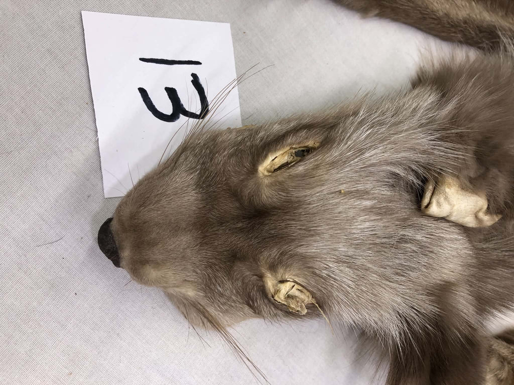MADE TO ORDER DIY Amber Fox Soft Mount Taxidermy Kit | Ready-to-Mount | Beginner Starter Kit for Soft or Traditional Taxidermy Kit ID #13