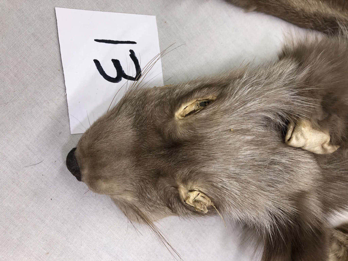 MADE TO ORDER DIY Amber Fox Soft Mount Taxidermy Kit | Ready-to-Mount | Beginner Starter Kit for Soft or Traditional Taxidermy Kit ID #13