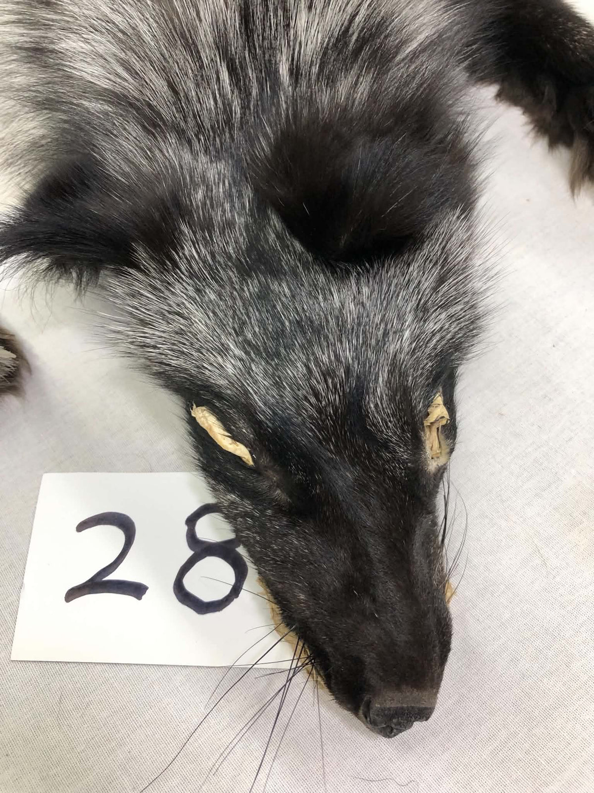 MADE TO ORDER DIY Silver Fox Soft Mount Taxidermy Kit | Ready-to-Mount | Beginner Starter Kit for Soft or Traditional Taxidermy Kit ID #28