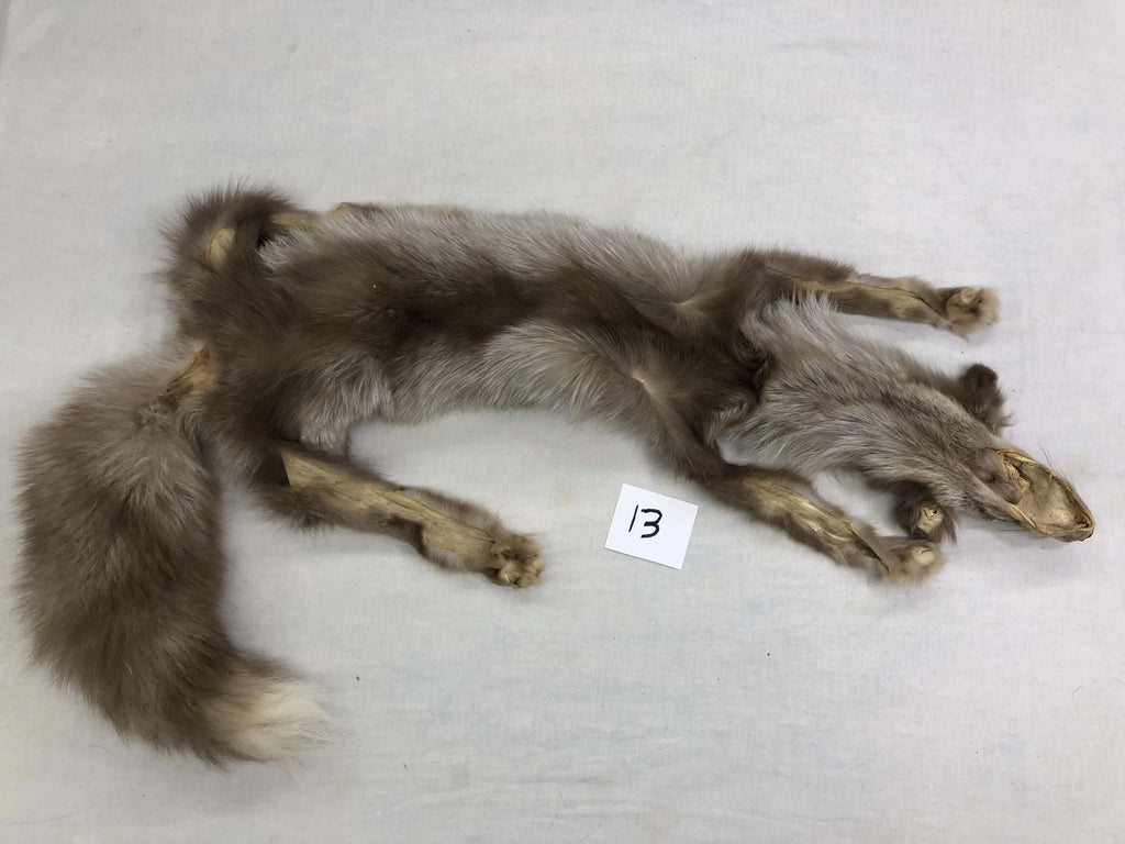 MADE TO ORDER DIY Amber Fox Soft Mount Taxidermy Kit | Ready-to-Mount | Beginner Starter Kit for Soft or Traditional Taxidermy Kit ID #13