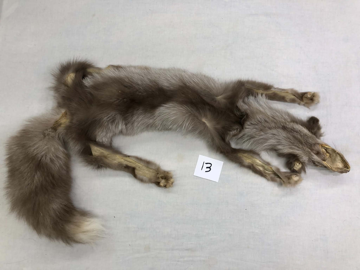MADE TO ORDER DIY Amber Fox Soft Mount Taxidermy Kit | Ready-to-Mount | Beginner Starter Kit for Soft or Traditional Taxidermy Kit ID #13