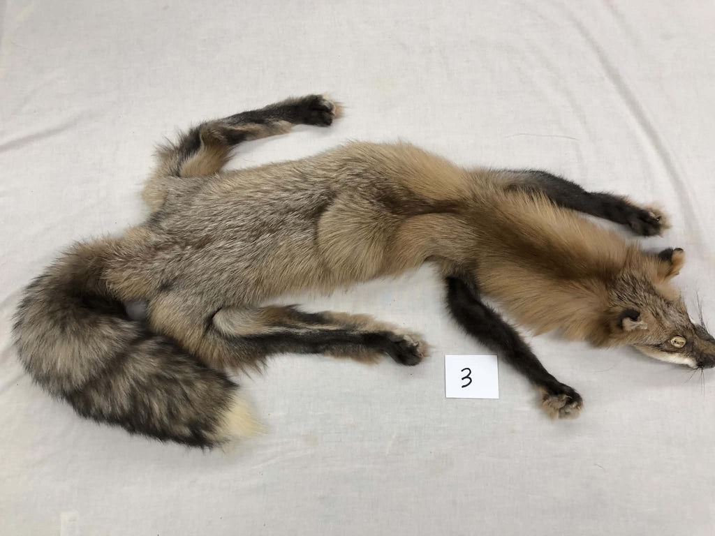 MADE TO ORDER DIY Pearl Gold Fox Soft Mount Taxidermy Kit | Ready-to-Mount | Beginner Starter Kit for Soft or Traditional Taxidermy Kit ID #3