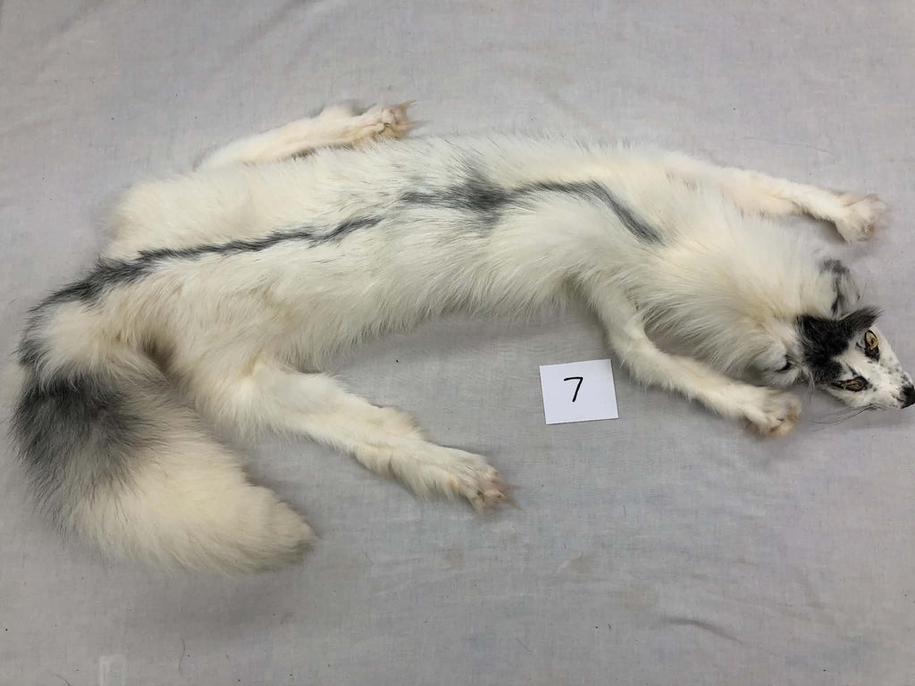 MADE TO ORDER DIY Marble Fox Soft Mount Taxidermy Kit | Ready-to-Mount | Beginner Starter Kit for Soft or Traditional Taxidermy Kit ID #7