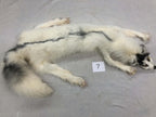 MADE TO ORDER DIY Marble Fox Soft Mount Taxidermy Kit | Ready-to-Mount | Beginner Starter Kit for Soft or Traditional Taxidermy Kit ID #7