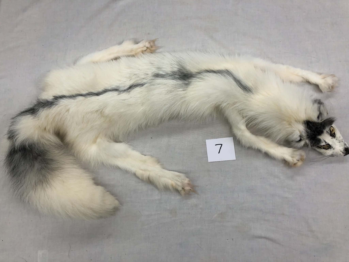 MADE TO ORDER DIY Marble Fox Soft Mount Taxidermy Kit | Ready-to-Mount | Beginner Starter Kit for Soft or Traditional Taxidermy Kit ID #7