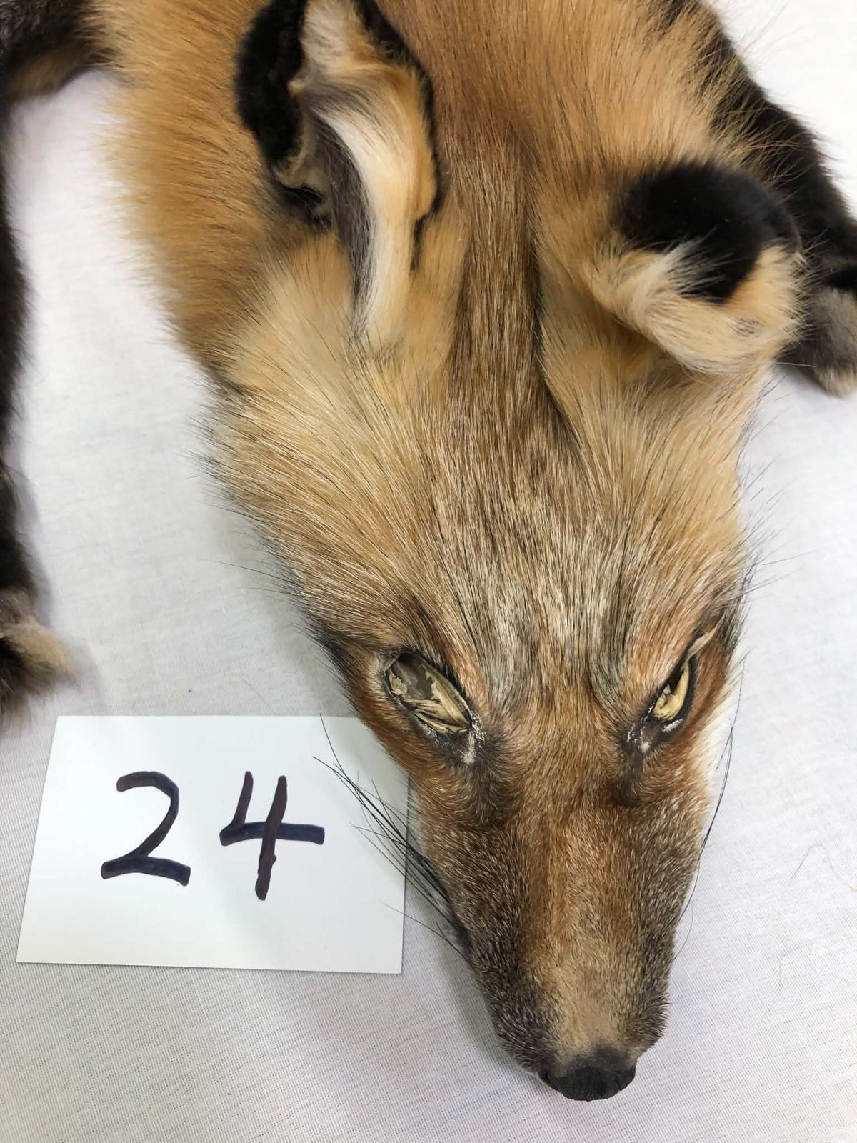 MADE TO ORDER DIY Gold Fox Soft Mount Taxidermy Kit | Ready-to-Mount | Beginner Starter Kit for Soft or Traditional Taxidermy Kit ID #24