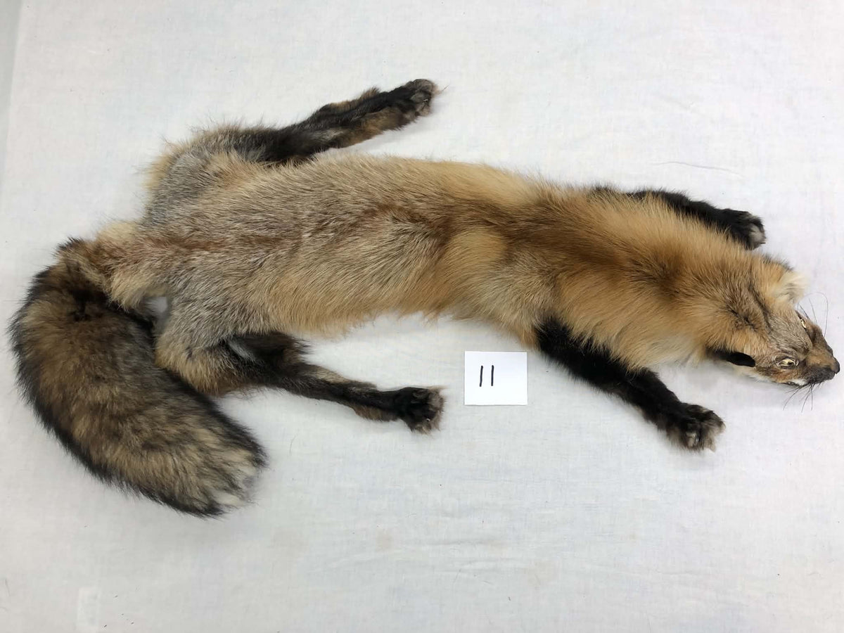 MADE TO ORDER DIY Gold Fox Soft Mount Taxidermy Kit | Ready-to-Mount | Beginner Starter Kit for Soft or Traditional Taxidermy Kit ID #11