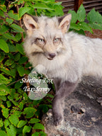 Moonglow Soft mount Taxidermy Fox - Reserved for Leesa Wood