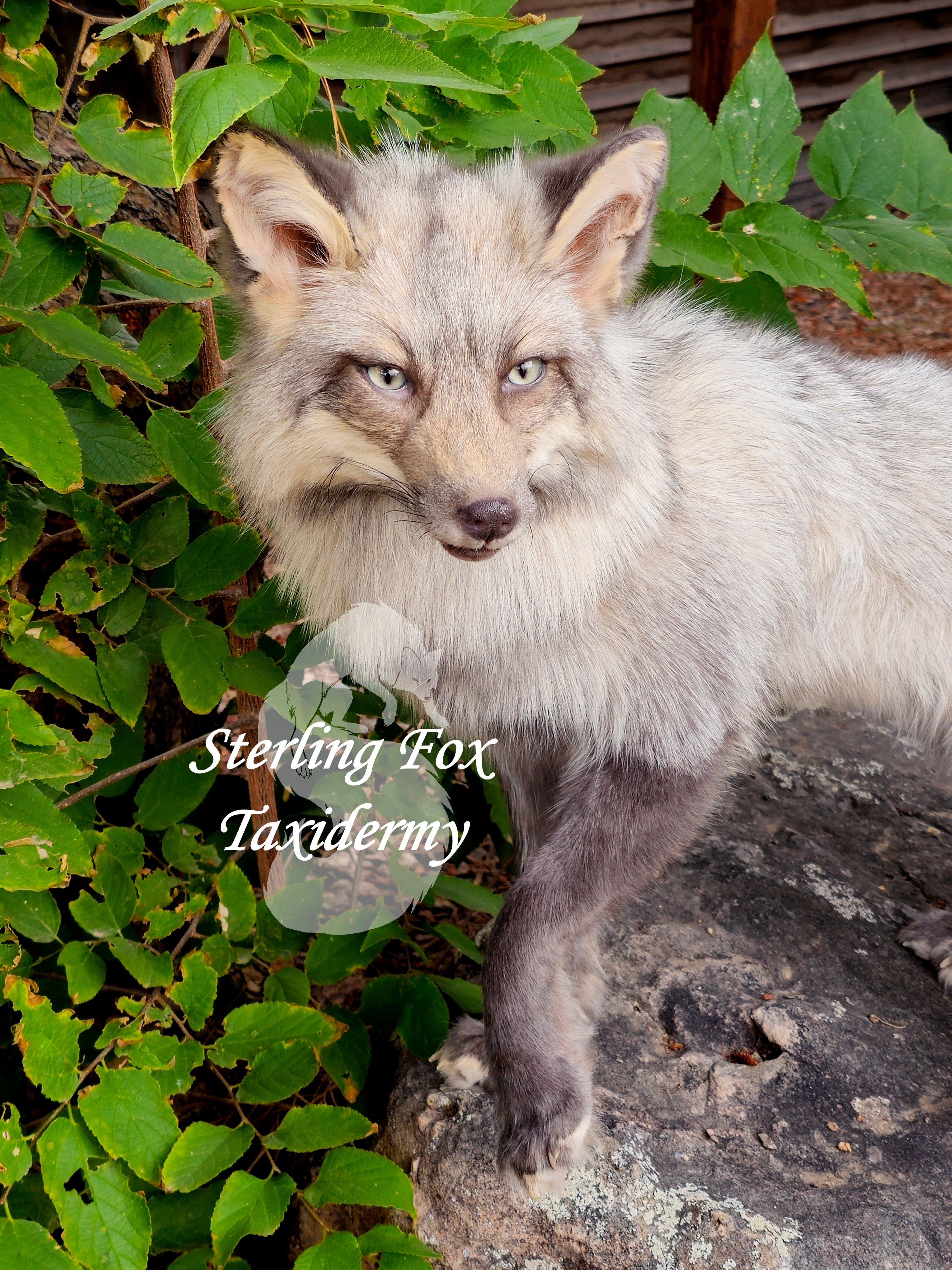 Moonglow Soft mount Taxidermy Fox - Reserved for Leesa Wood