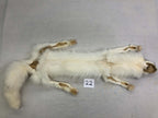MADE TO ORDER DIY Marble Fox Soft Mount Taxidermy Kit | Ready-to-Mount | Beginner Starter Kit for Soft or Traditional Taxidermy Kit ID #22