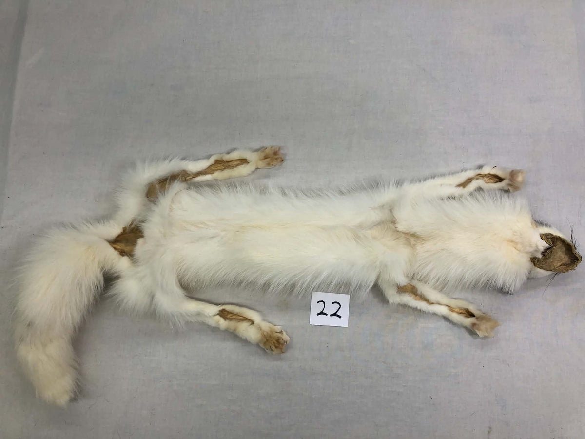 MADE TO ORDER DIY Marble Fox Soft Mount Taxidermy Kit | Ready-to-Mount | Beginner Starter Kit for Soft or Traditional Taxidermy Kit ID #22