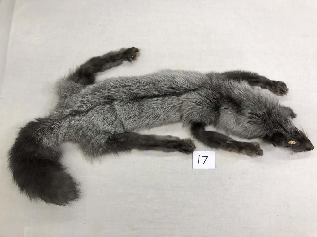 MADE TO ORDER DIY Pearl Fox Soft Mount Taxidermy Kit | Ready-to-Mount | Beginner Starter Kit for Soft or Traditional Taxidermy Kit ID #17