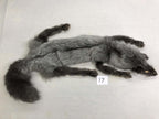 MADE TO ORDER DIY Pearl Fox Soft Mount Taxidermy Kit | Ready-to-Mount | Beginner Starter Kit for Soft or Traditional Taxidermy Kit ID #17