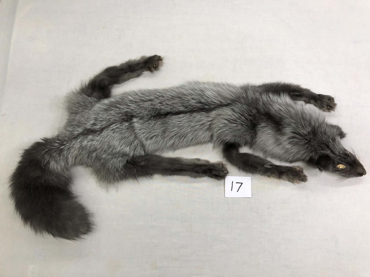 MADE TO ORDER DIY Pearl Fox Soft Mount Taxidermy Kit | Ready-to-Mount | Beginner Starter Kit for Soft or Traditional Taxidermy Kit ID #17