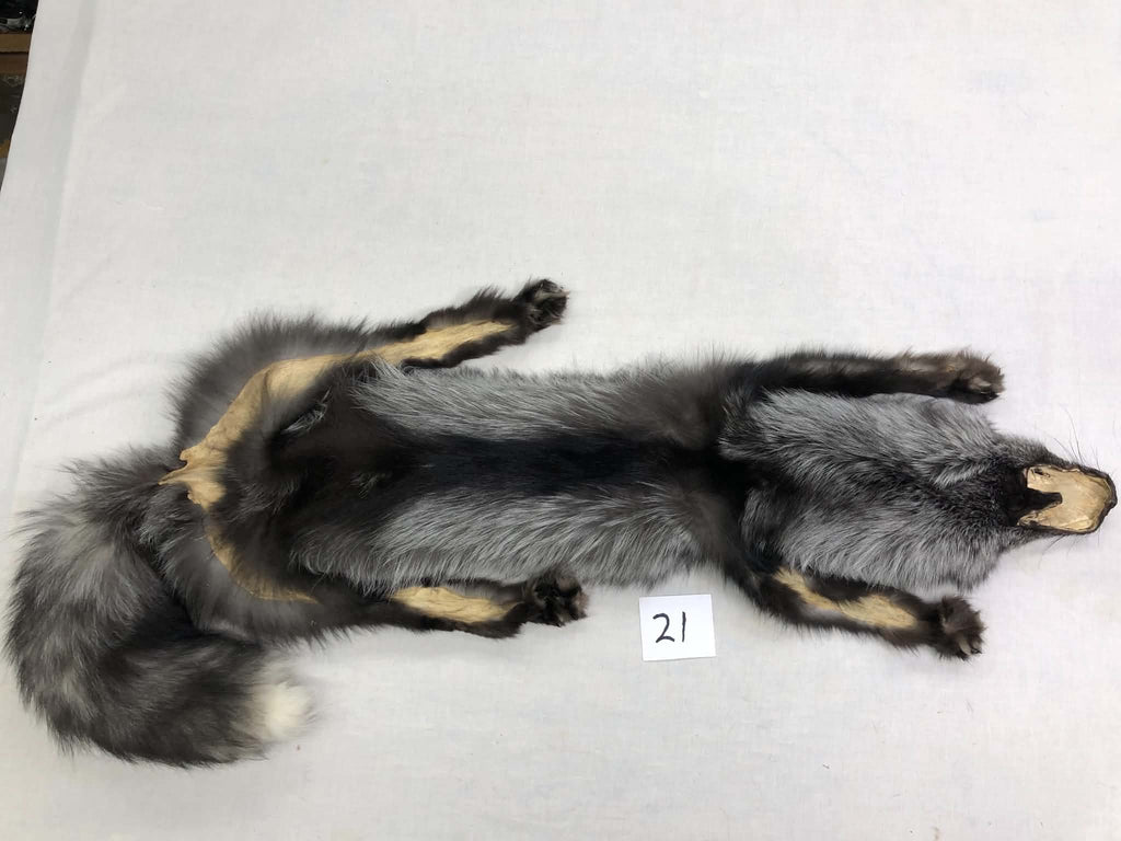 MADE TO ORDER DIY Silver Fox Soft Mount Taxidermy Kit | Ready-to-Mount | Beginner Starter Kit for Soft or Traditional Taxidermy Kit ID #21