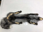 MADE TO ORDER DIY Silver Fox Soft Mount Taxidermy Kit | Ready-to-Mount | Beginner Starter Kit for Soft or Traditional Taxidermy Kit ID #21