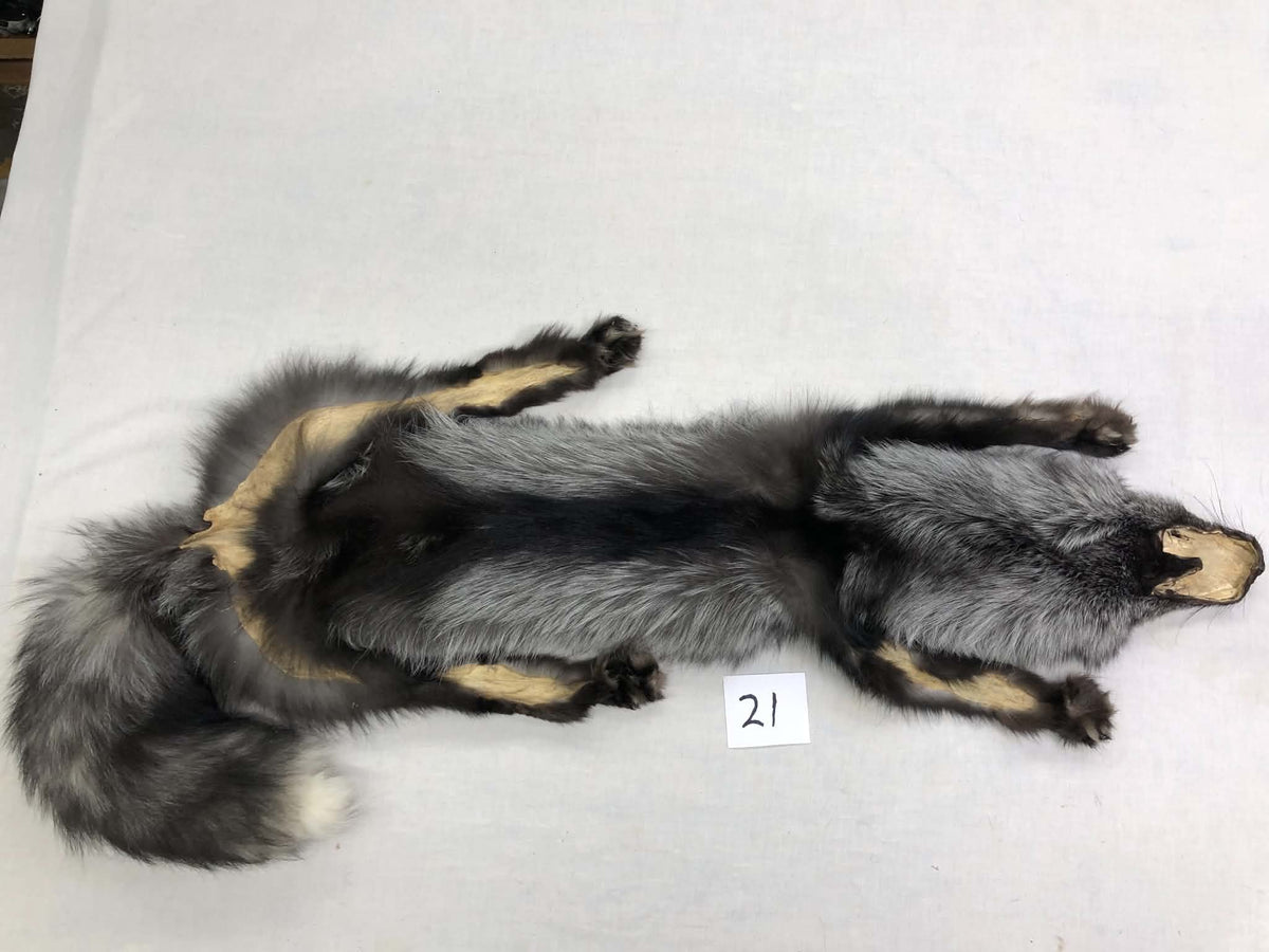 MADE TO ORDER DIY Silver Fox Soft Mount Taxidermy Kit | Ready-to-Mount | Beginner Starter Kit for Soft or Traditional Taxidermy Kit ID #21