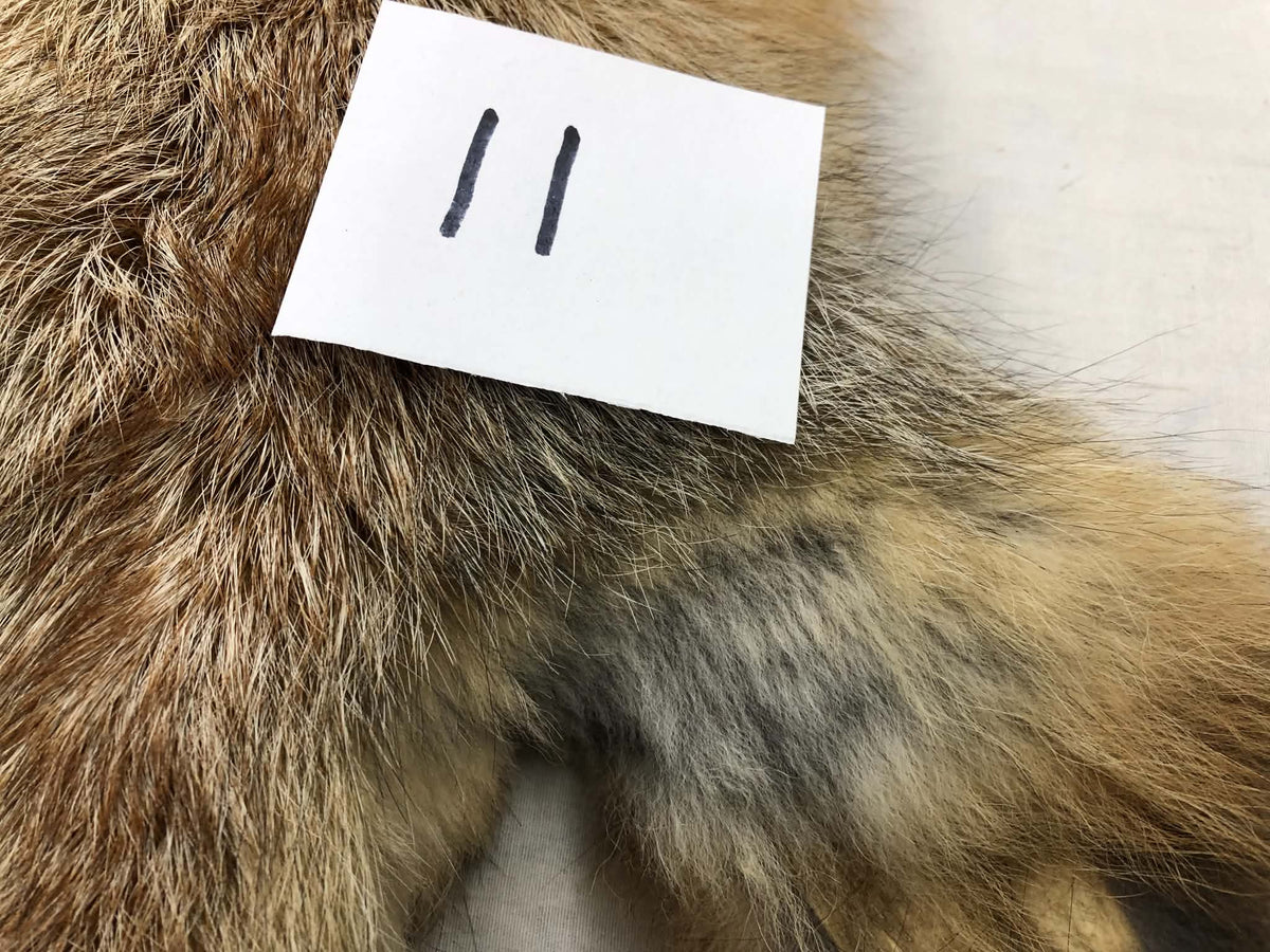 MADE TO ORDER DIY Gold Fox Soft Mount Taxidermy Kit | Ready-to-Mount | Beginner Starter Kit for Soft or Traditional Taxidermy Kit ID #11