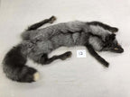 MADE TO ORDER DIY Pearl Fox Soft Mount Taxidermy Kit | Ready-to-Mount | Beginner Starter Kit for Soft or Traditional Taxidermy Kit ID #12