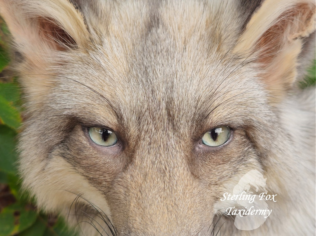 Moonglow Soft mount Taxidermy Fox - Reserved for Leesa Wood