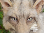 Moonglow Soft mount Taxidermy Fox - Reserved for Leesa Wood