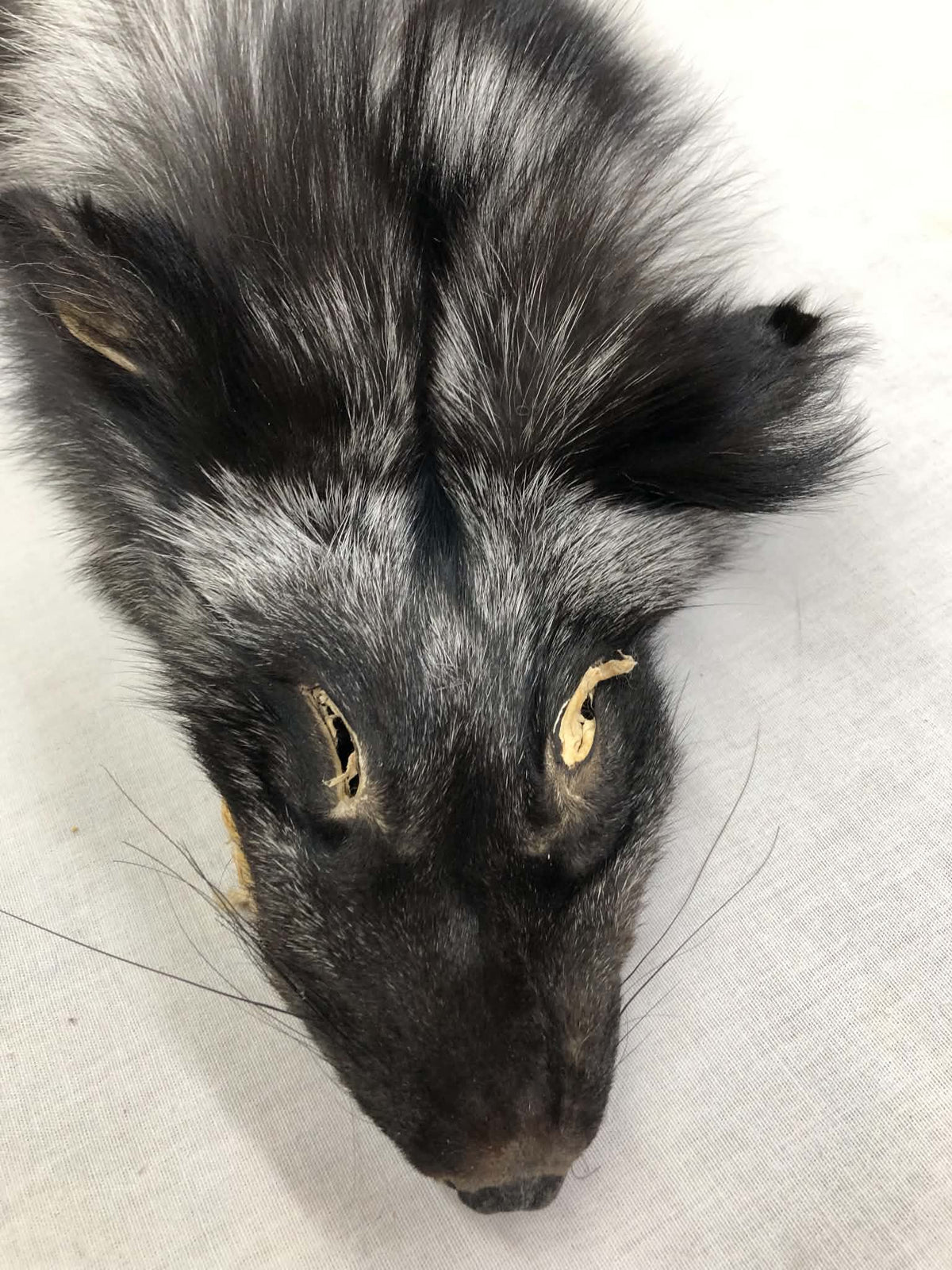 MADE TO ORDER DIY Silver Fox Soft Mount Taxidermy Kit | Ready-to-Mount | Beginner Starter Kit for Soft or Traditional Taxidermy Kit ID #1