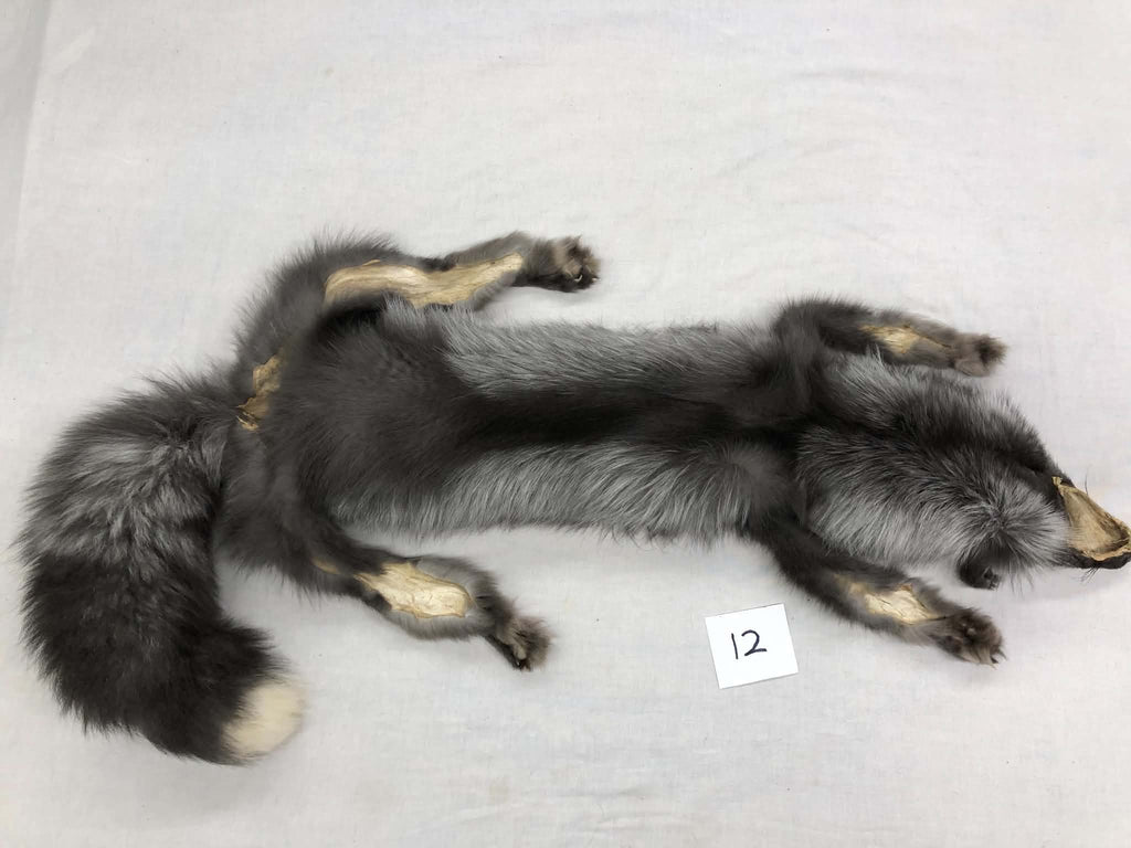 MADE TO ORDER DIY Pearl Fox Soft Mount Taxidermy Kit | Ready-to-Mount | Beginner Starter Kit for Soft or Traditional Taxidermy Kit ID #12