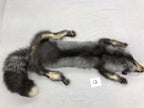 MADE TO ORDER DIY Pearl Fox Soft Mount Taxidermy Kit | Ready-to-Mount | Beginner Starter Kit for Soft or Traditional Taxidermy Kit ID #12